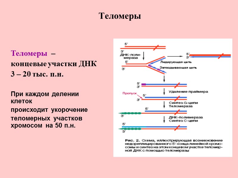 Теломеры Теломеры  – концевые участки ДНК 3 – 20 тыс. п.н.  При